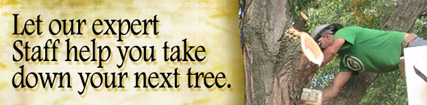 Tree removal service Northern Indiana