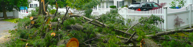 Tree removal service Northern Indiana